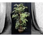 PLANTE , CACHE POT CERAMIQUE VERT BRAUN , OBJET DECO